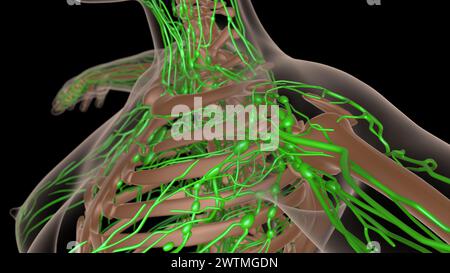 anatomia dei linfonodi femminili con scheletro per l'illustrazione 3d del concetto medico Foto Stock