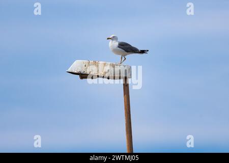 Seagull Larus fuscus con una sola gamba e arroccato su lampioni invecchiato e arrugginito dalla corrosione nel porto turistico di Guardamar del Segura, Spagna Foto Stock