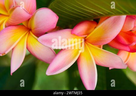 Plumeria, Plumeria sono tra i fiori più belli del mondo, con clima tropicale e subtropicale, l'Argentina Foto Stock