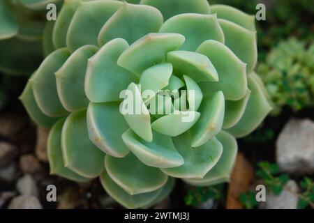 Echeveria, Echeveria è un genere di piante succulente, giorno di sole, nessuna gente, Argentina Foto Stock