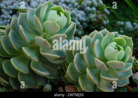 Echeveria, Echeveria è un genere di piante succulente, giorno di sole, nessuna gente, Argentina Foto Stock