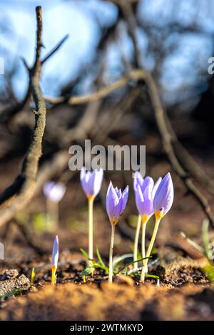 Crocus pulchellus o croco peloso fiore viola all'inizio della primavera dopo gli incendi, la natura rinasce Foto Stock