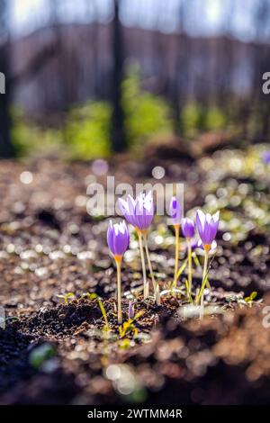 Crocus pulchellus o croco peloso fiore viola all'inizio della primavera dopo gli incendi, la natura rinasce Foto Stock