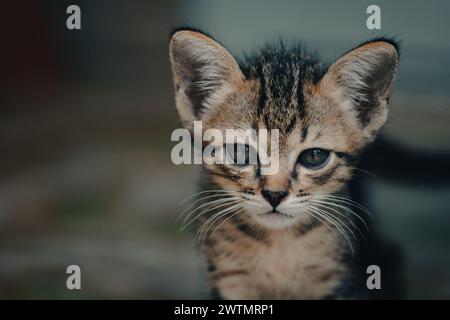 Piccolo gattino di zenzero carino. Primo piano di un simpatico gattino marrone seduto sul pavimento. Foto Stock