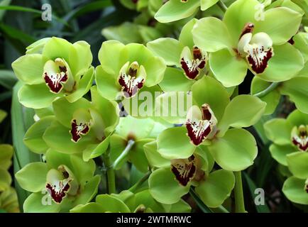 Orchid, Cymbidium Chiltington Common "Hermitage Vert", Orchidaceae. Cymbidium, comunemente noto come orchidee di barche, è un genere di piante sempreverdi in fiore Foto Stock