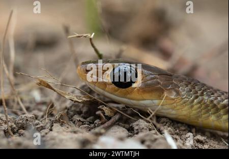 Serpente di ratto indo-cinese in primo piano, che mostra scaglie verdi vivide, concentrandosi sul suo occhio, e scivola attraverso l'erba nel suo habitat naturale. È ke Foto Stock