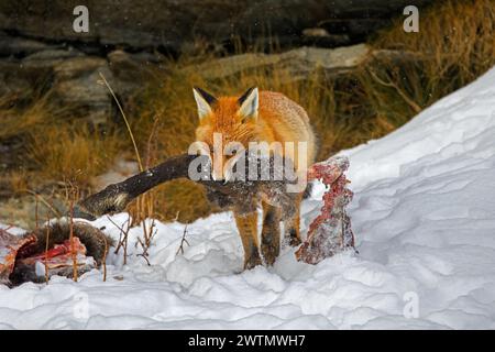 Scavenging Red Fox (Vulpes vulpes) camminando via nella neve con una gamba di camoscio morto / morto in inverno nelle Alpi Foto Stock