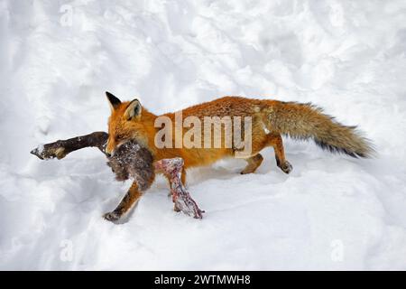 Scavenging Red Fox (Vulpes vulpes) camminando via nella neve con una gamba di camoscio morto / morto in inverno nelle Alpi Foto Stock