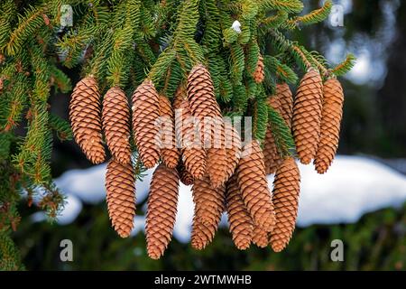 Abete norvegese / abete rosso europeo (Picea abies) primo piano di coni con scaglie appuntite e foglie sempreverdi simili ad aghi nelle Alpi in inverno Foto Stock