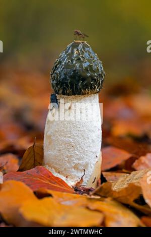 Corno comune (Phallus impudicus) corpo fruttato maturo con massa di spore puzzolente e appiccicosa sul cappello che attrae mosche nella foresta in autunno / autunno Foto Stock