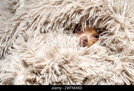 Simpatico cane Toy Terrier, avvolto in una morbida e delicata coperta. Foto Stock
