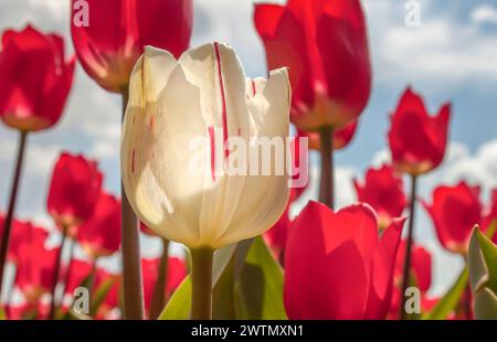 Primo piano sui tulipani. Un tulipano bianco tra quelli rossi in un campo di gerden primaverile. Foto Stock