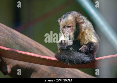 Giovani cappuccini dalla brezza gialla allo zoo Foto Stock