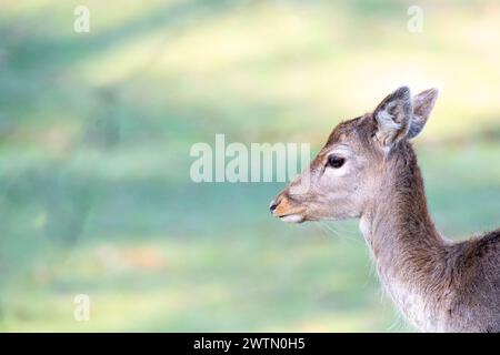 Daino a pozzo nel Knole Park, GB.Fujifilm XT4 Foto Stock