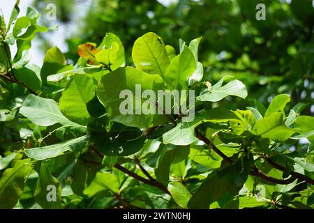 Terminalia catappa sulla natura. Chiamato anche mandorla di campagna, mandorla di mare e mandorla tropicale Foto Stock