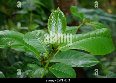 Terminalia catappa sulla natura. Chiamato anche mandorla di campagna, mandorla di mare e mandorla tropicale Foto Stock