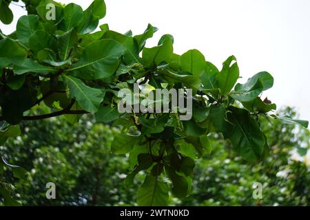 Terminalia catappa sulla natura. Chiamato anche mandorla di campagna, mandorla di mare e mandorla tropicale Foto Stock