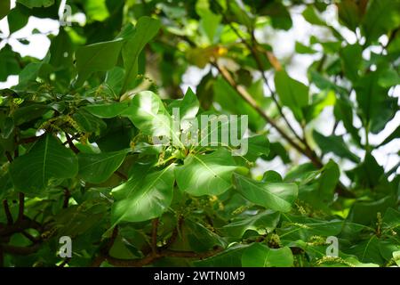 Terminalia catappa sulla natura. Chiamato anche mandorla di campagna, mandorla di mare e mandorla tropicale Foto Stock