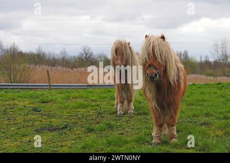 Primo piano naturale grandangolare su 2 piccoli pony pelosi con il loro cappotto invernale, con le Long manes in piedi in una preghiera Foto Stock