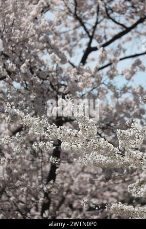 Washington, DC, USA. 18 marzo 2024. I fiori di ciliegio raggiungono il picco di piena fioritura a Washington DC il 18 marzo 2024. Crediti: Mpi34/Media Punch/Alamy Live News Foto Stock