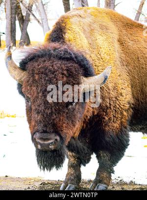 Uno scatto verticale di un bisonte in piedi nella neve con la testa girata Foto Stock