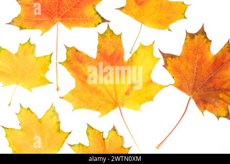 foglia d'acero autunnale giallo brillante caduto su sfondo bianco primo piano. Foto Stock