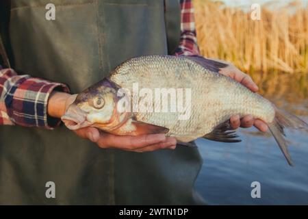 un pescatore in piedi in acqua che tiene in mano catturato in orata filata. Foto Stock