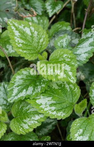 Primo piano verticale naturale sul fogliame dell'arcangelo giallo, Lamium galeobdolon nel giardino Foto Stock