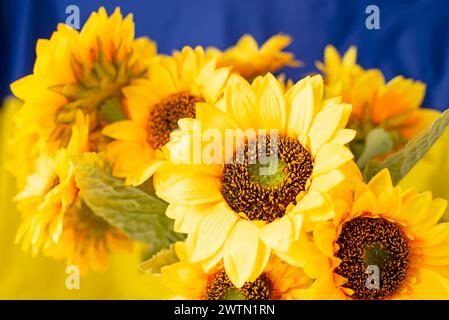 I primi piani di girasoli sono un simbolo del paese. Sullo sfondo della bandiera dell'Ucraina Foto Stock