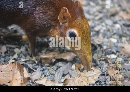 Primo piano di un elefante nero e spietato scacciano gli insetti Foto Stock