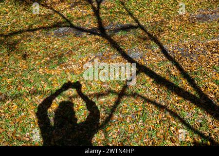 Silhouette del fotografo che scatta una foto di un'ombra di un albero in un cortile in inverno nel nord della Florida. Foto Stock