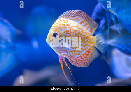 pesci di disco nell'acquario, pesci tropicali. Symphysodon discus dal Rio delle Amazzoni. Diamante blu, pelle di serpente, turchese rosso e molto altro ancora. Foto Stock