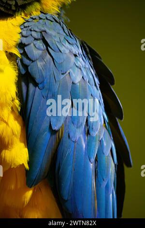 Esotico e colorato pappagallo africano, bellissimo primo piano sulla faccia degli uccelli su sfondo verde naturale Foto Stock