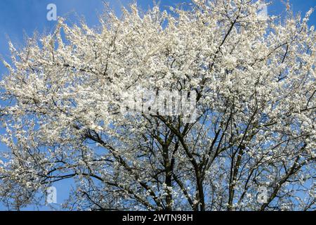 I fiori bianchi si diramano all'inizio della primavera in fiore Mirabelle prugna Prunus domestica syriaca arbusto fiorito Tornio albero fiorito in fiore marzo Prunus Blooms Foto Stock