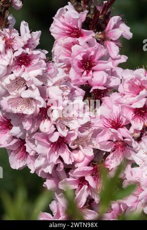 Rosa Prunus persica "Nana Bonanza" Fiore all'inizio della primavera, fiore Prunus Blossoms Branch Prunus persica, Fiori rosa chiaro di pesca Nani Cultivar Blooms Foto Stock