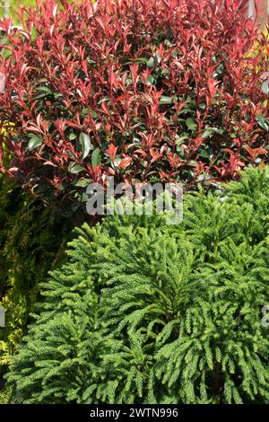 Cedro giapponese Photinia con punta rossa Foliage verde rosso, foglie di conifere piccoli alberi Cryptomeria japonica Photinia x fraseri Garden Contrast Spring Foto Stock