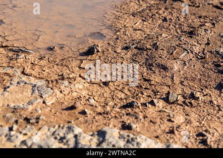 Primo piano e attenzione selettiva su un letto di fiume semisecco con una piscina d'acqua visibile nell'angolo in alto a sinistra e il fango che si arriccia. Foto Stock