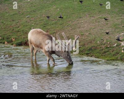 Strafford, Missouri - 12 marzo: Wild Animal Safari Springfield, Missouri Foto Stock