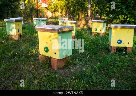 con alveari nuclei per l'allevamento di giovani colonie di api, soleggiate giornate estive in giardino. Alveari nel giardino di una casa di campagna. Sviluppo e REP Foto Stock