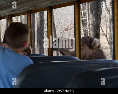 Strafford, Missouri - 12 marzo: Wild Animal Safari Springfield, Missouri Foto Stock