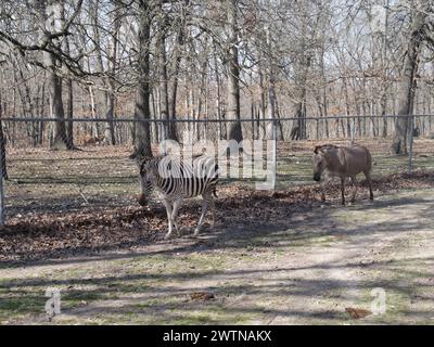 Strafford, Missouri - 12 marzo: Wild Animal Safari Springfield, Missouri Foto Stock