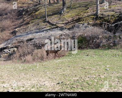 Strafford, Missouri - 12 marzo: Wild Animal Safari Springfield, Missouri Foto Stock