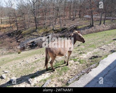 Strafford, Missouri - 12 marzo: Wild Animal Safari Springfield, Missouri Foto Stock