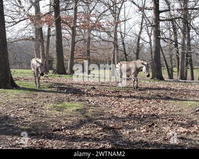 Strafford, Missouri - 12 marzo: Wild Animal Safari Springfield, Missouri Foto Stock