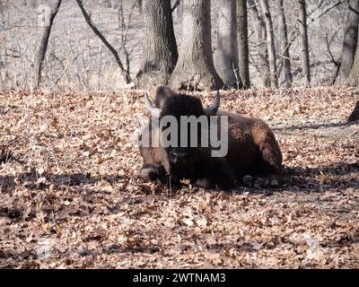 Strafford, Missouri - 12 marzo: Wild Animal Safari Springfield, Missouri Foto Stock