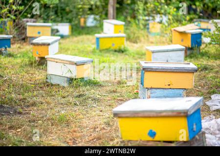 con alveari nuclei per l'allevamento di giovani colonie di api, soleggiate giornate estive in giardino. Alveari nel giardino di una casa di campagna. Sviluppo e REP Foto Stock