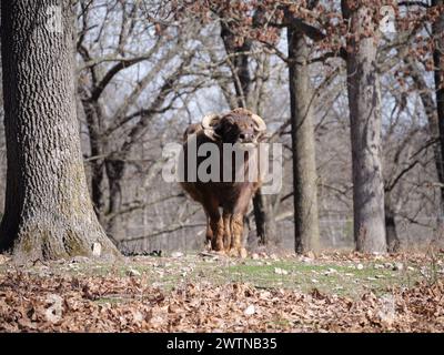 Strafford, Missouri - 12 marzo: Wild Animal Safari Springfield, Missouri Foto Stock