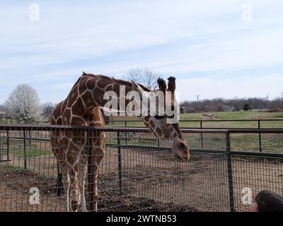 Strafford, Missouri - 12 marzo: Wild Animal Safari Springfield, Missouri Foto Stock