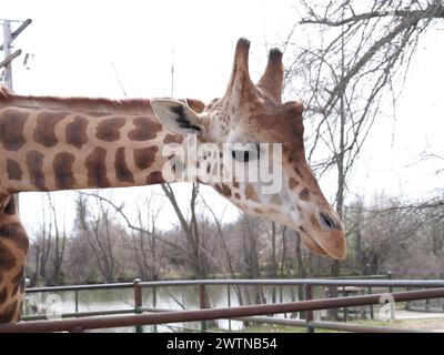 Strafford, Missouri - 12 marzo: Wild Animal Safari Springfield, Missouri Foto Stock