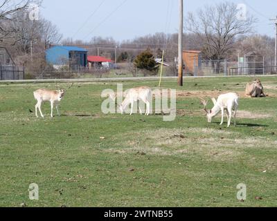 Strafford, Missouri - 12 marzo: Wild Animal Safari Springfield, Missouri Foto Stock